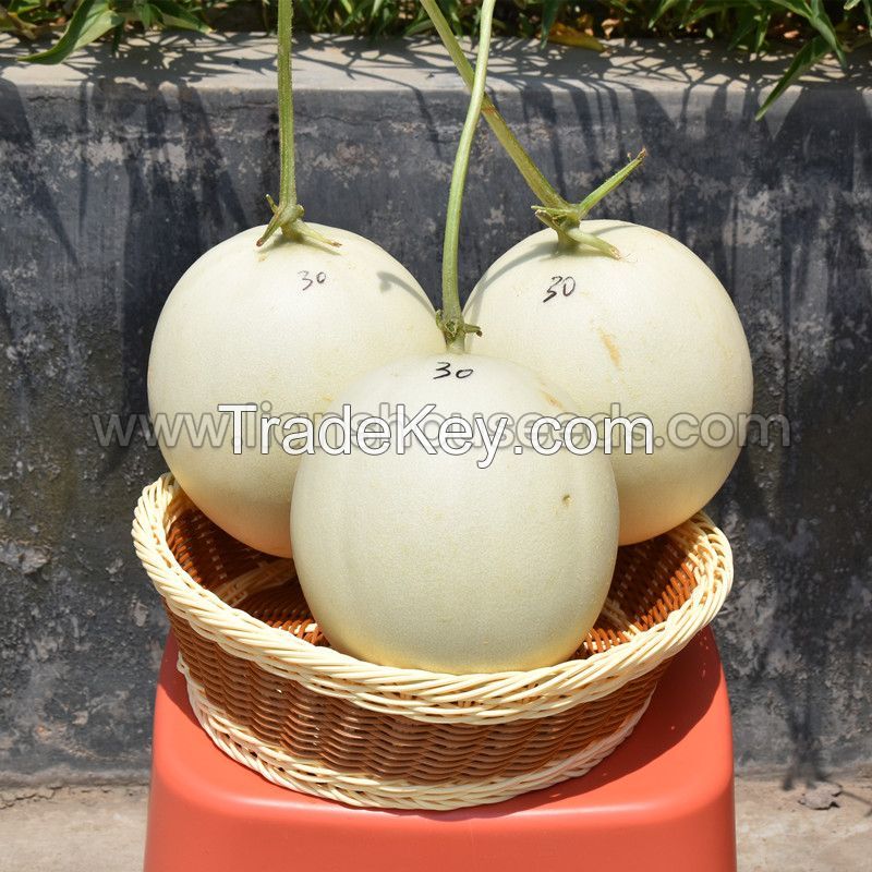 M525 White High Suger Melon Variety