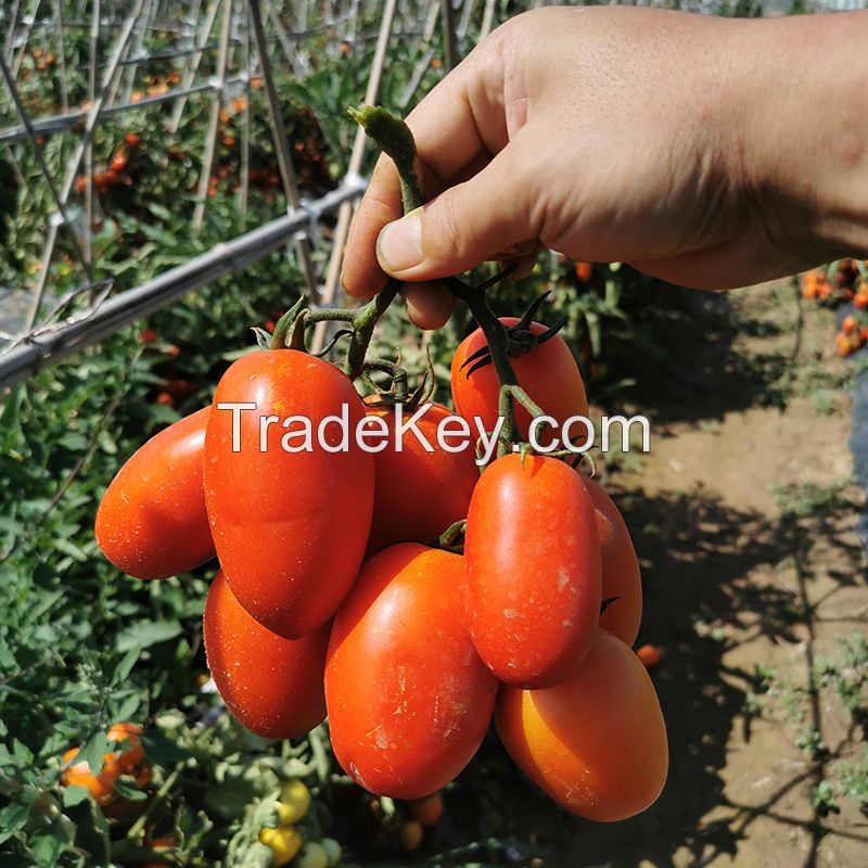 T192 Good Quality Semi Determinate Saladette Tomato Variety