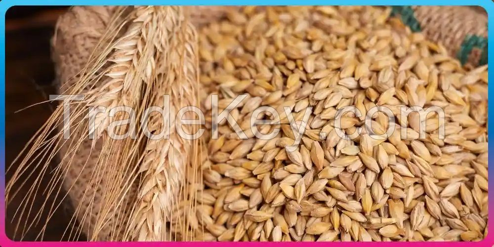 Barley