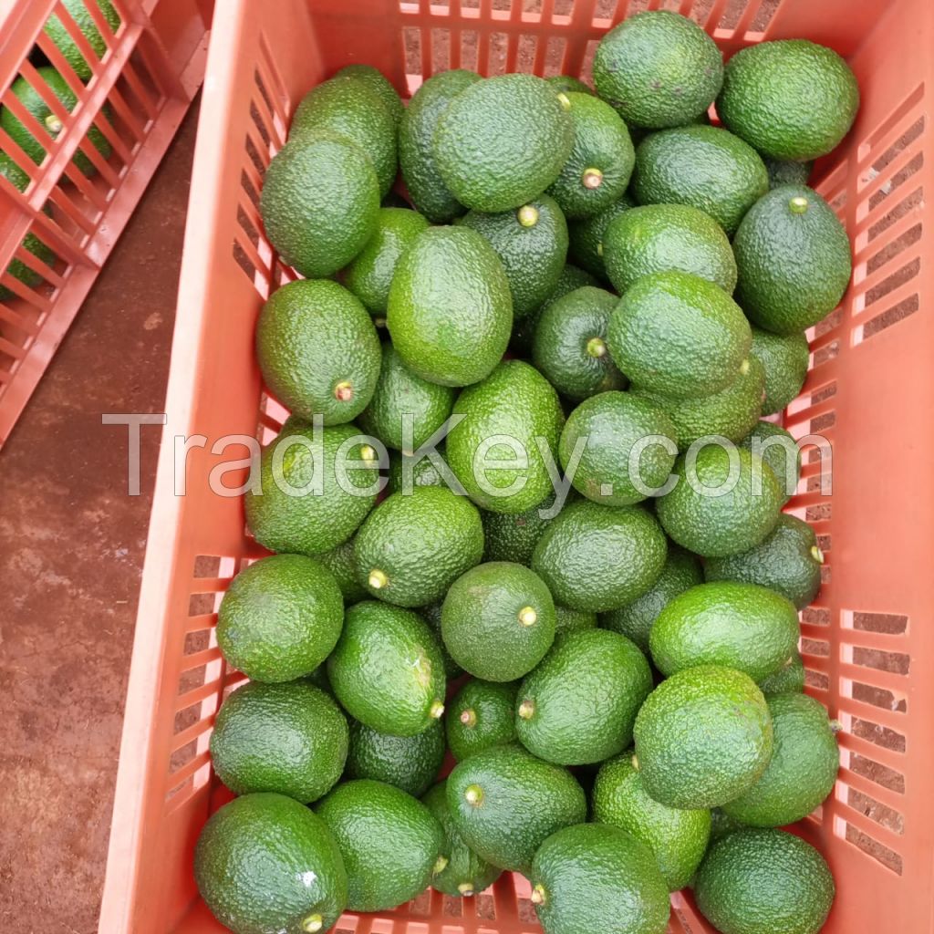 Avocados