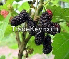 Mulberry fruit Extract