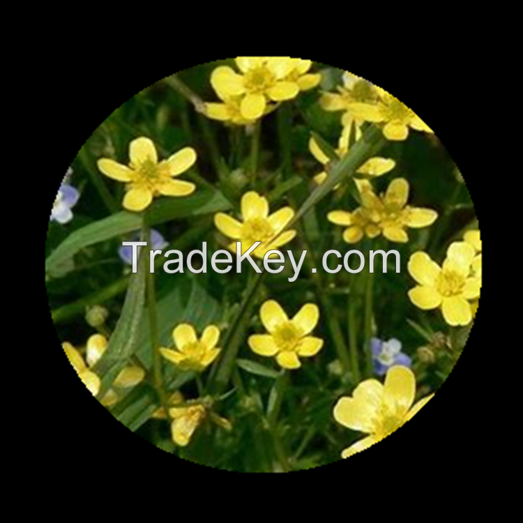 Ranunculus ternatus thunb Extract