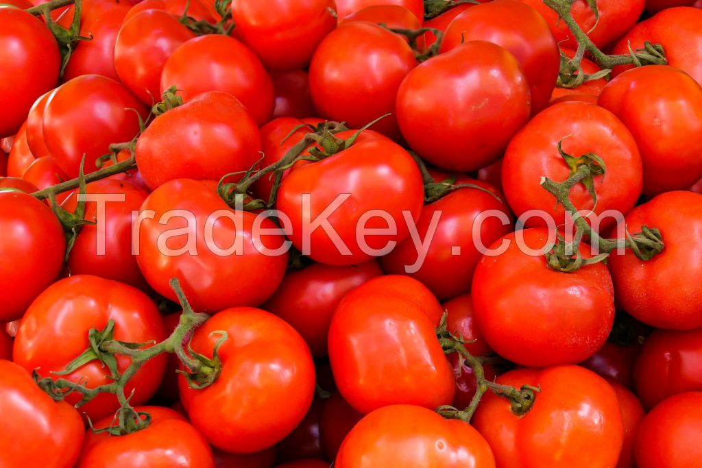 Premium Red Harvest: Fresh and Flavorful Tomatoes from Sustainable Farms