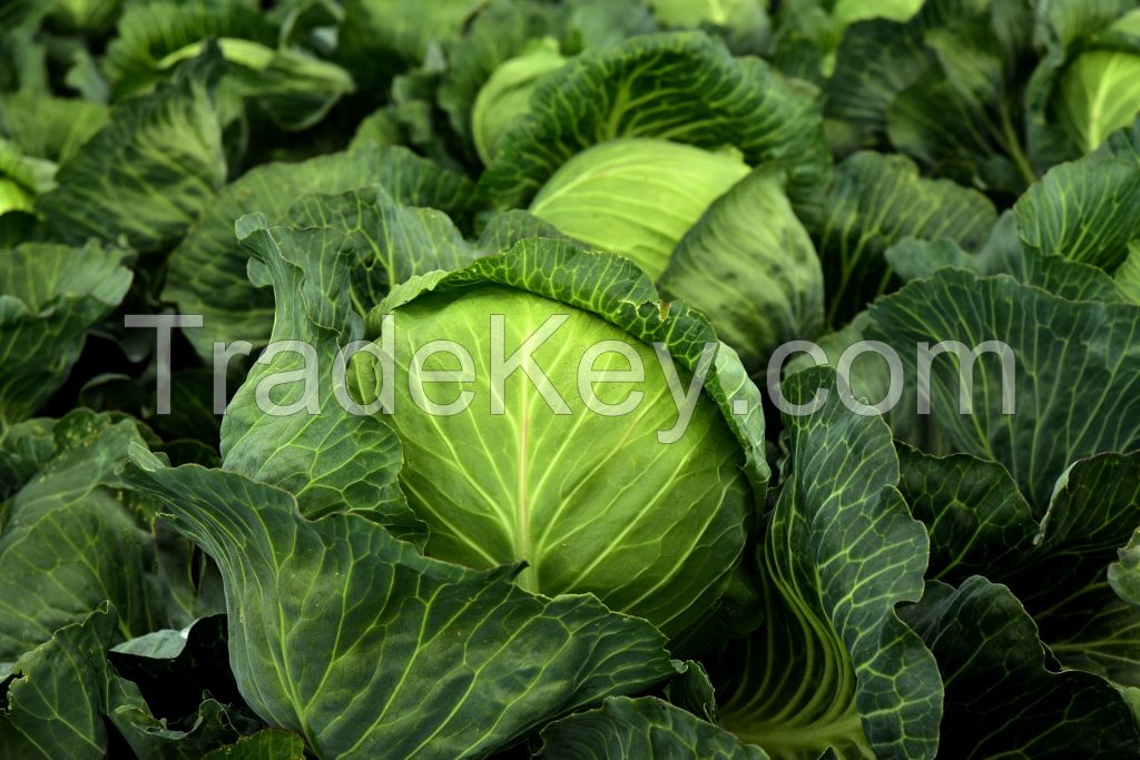 Premium Green Cabbage - Nature's Delight
