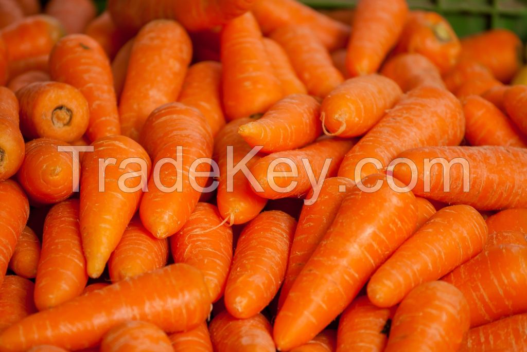 Premium Carrots - Nature's Delight