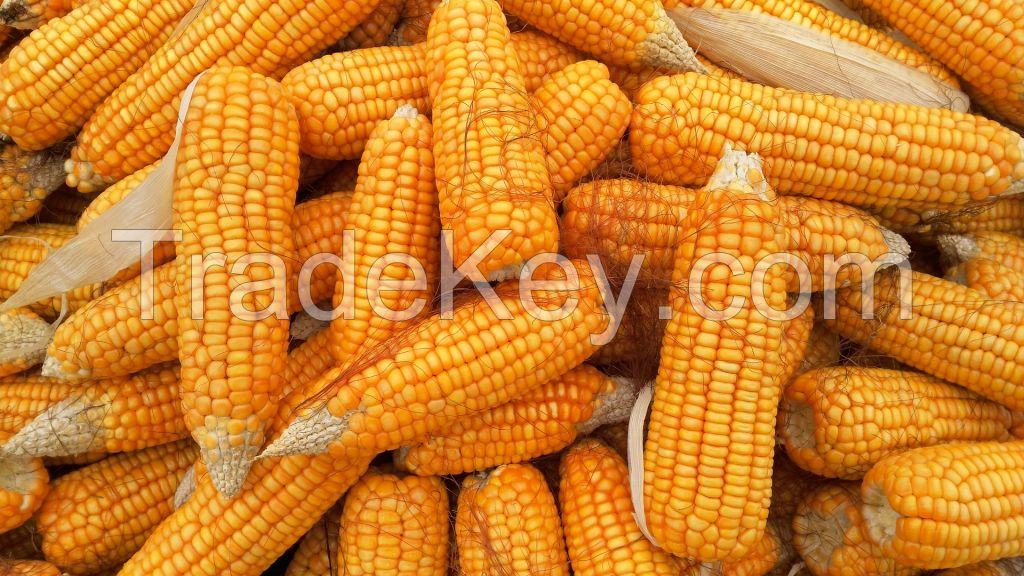 Deluxe Sweet Corn - The Flavorful Harvest