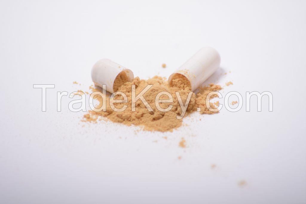 Lion's Mane extract in powder (50%polysaccharides)