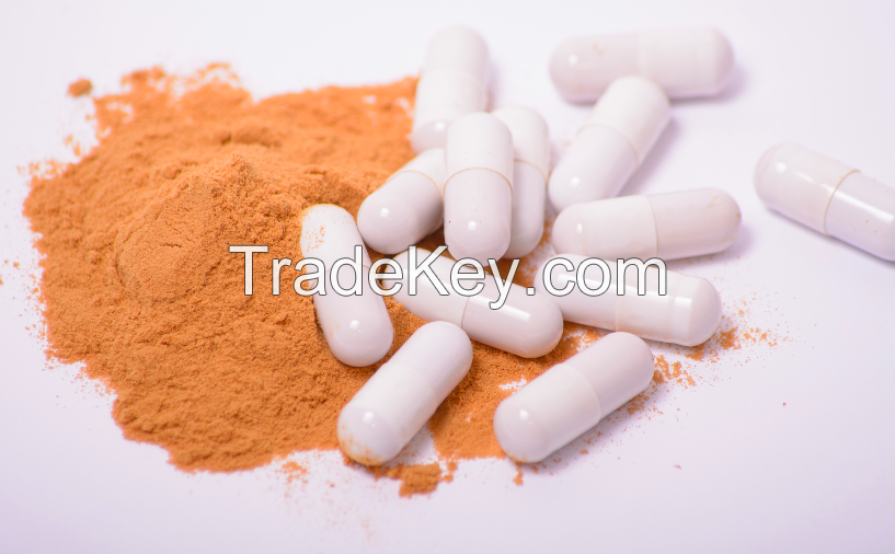 Cordyceps mushroom extract in powder (50%polysaccharides)