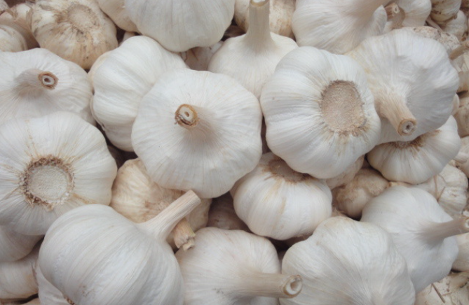 pure white fresh garlic