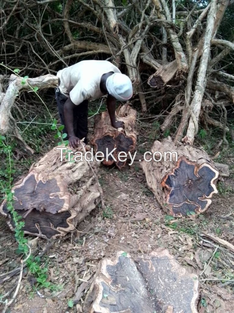 African Blackwood wood tree log