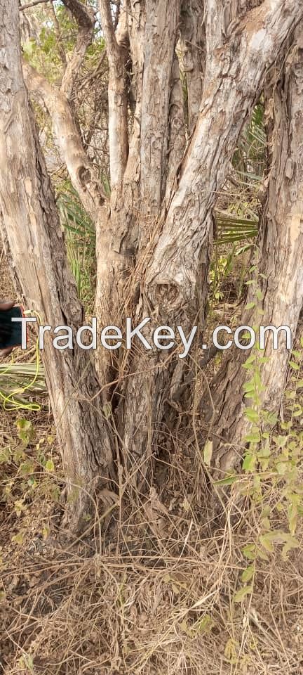 African Blackwood woods rose wood dalbergia , mpingo 