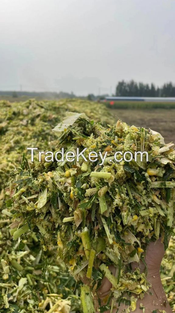 Corn Silage Feedstock