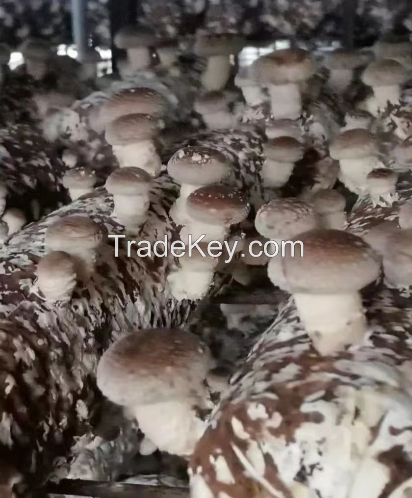 shiitake Mushrooms