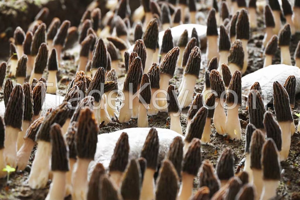 Dried Morel