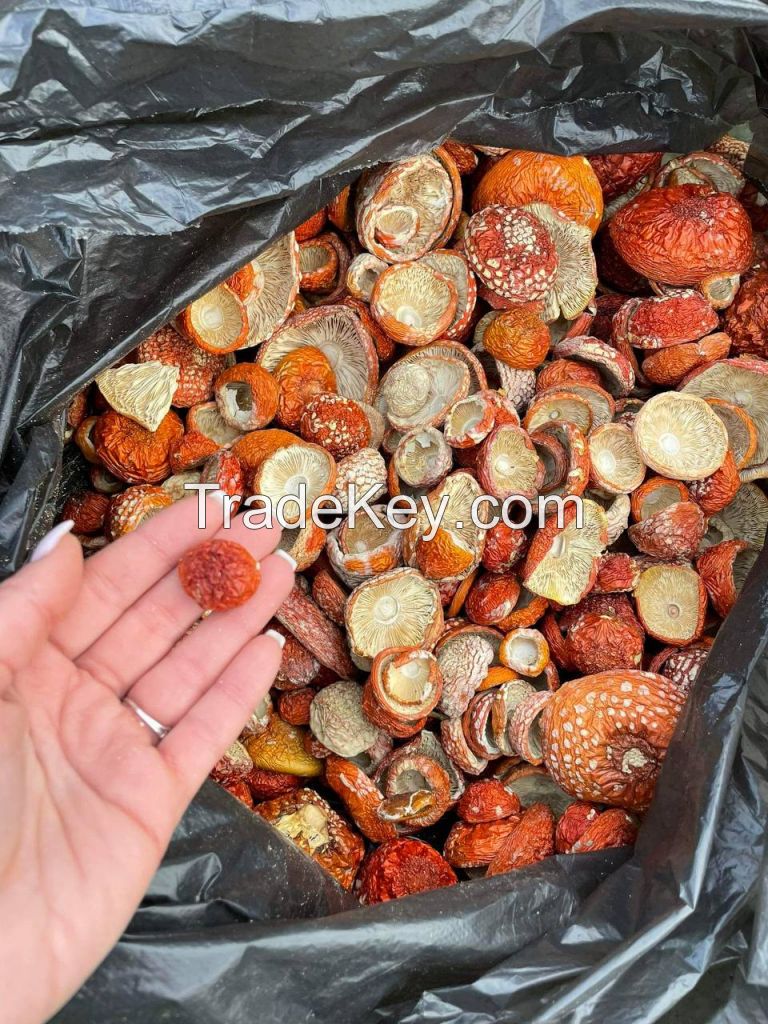 Mushrooms . Amanita muscaria