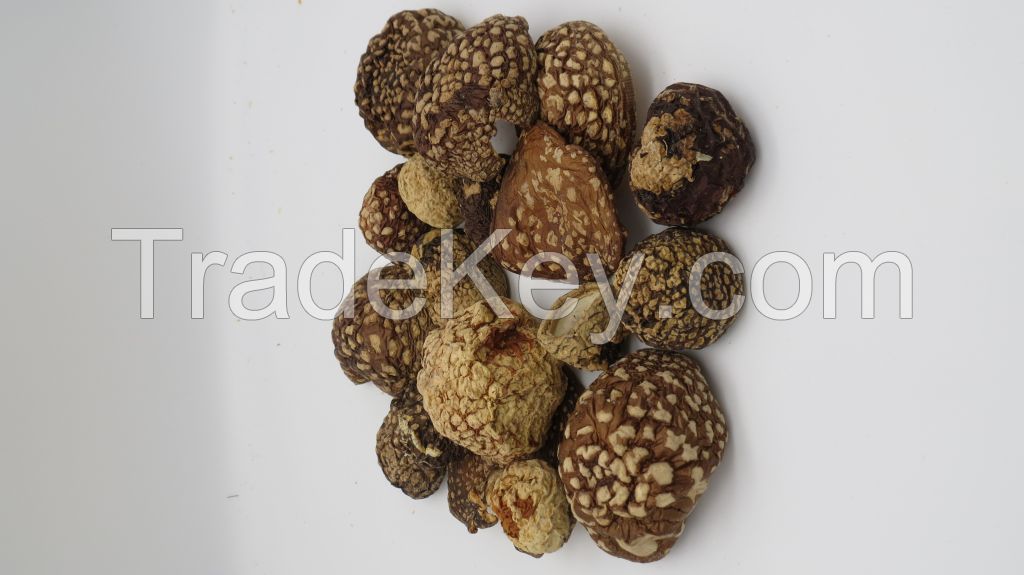 Amanita Regalis | Amanita Regalis Caps | Amanita Regalis Dried