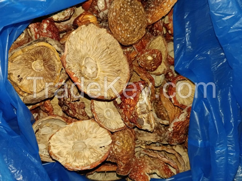 Amanita Muscaria Wholesale