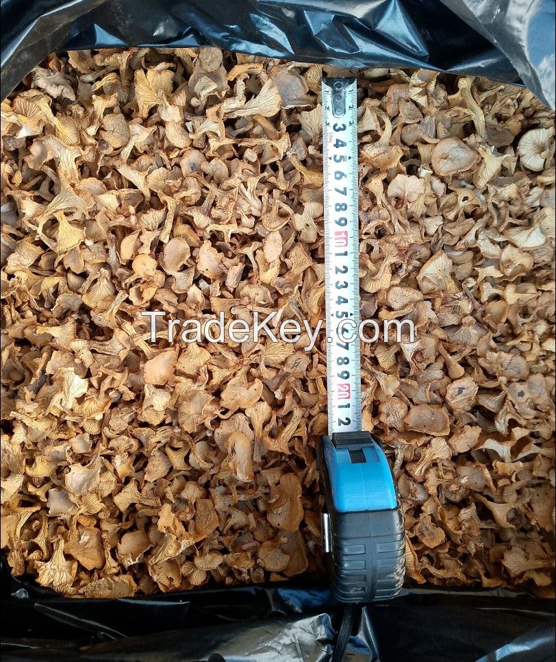 Dried Cantharellus mushrooms