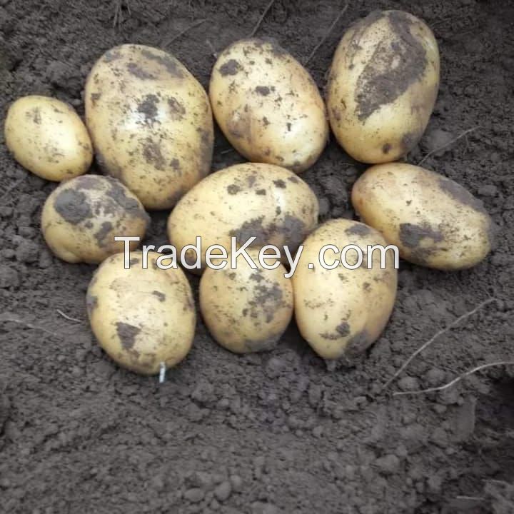 Fresh Potatoes