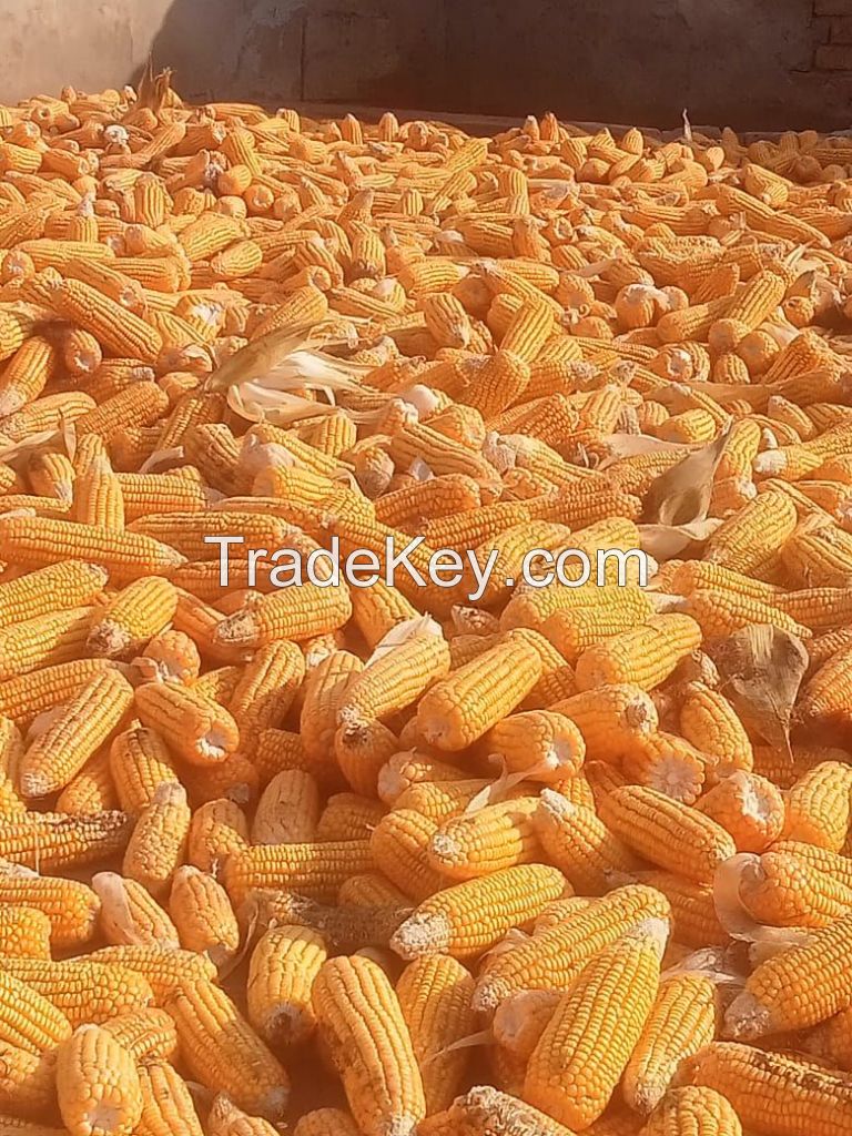 Premium Yellow Corn