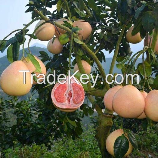 Honey pomelo of Fujian zhangzhou 