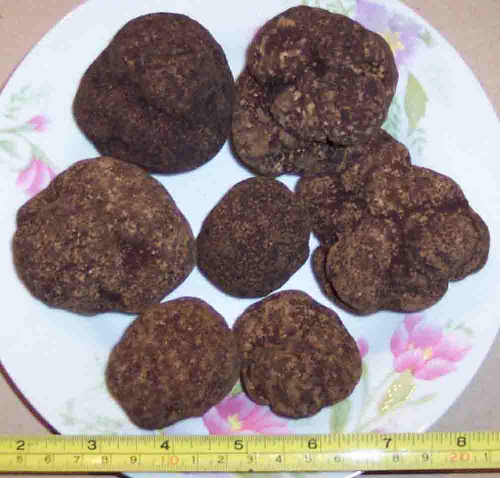 Sell: Black truffle(Fresh/Dried/Frozen)