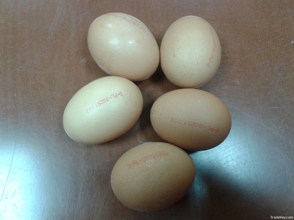 fresh chicken eggs