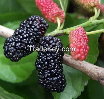IQF mulberry or frozen mulberry 