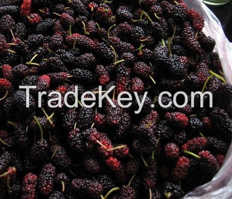 IQF mulberry or frozen mulberry 