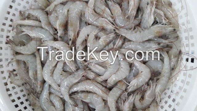 Vannamei white leg shrimp, Blacktiger prawn