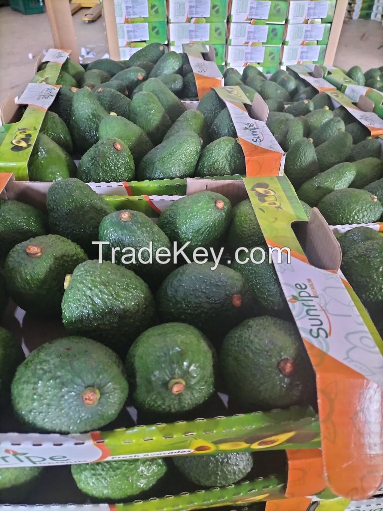 Premium Tanzanian Hass Fresh Avocados