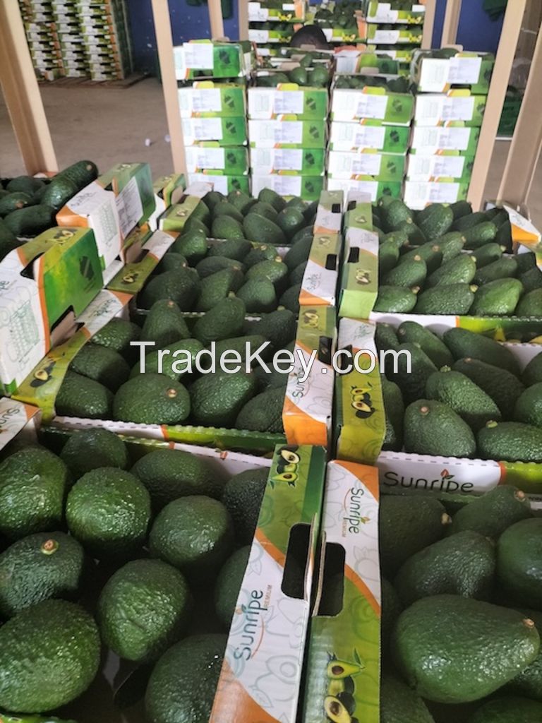 Premium Tanzanian Hass Fresh Avocados