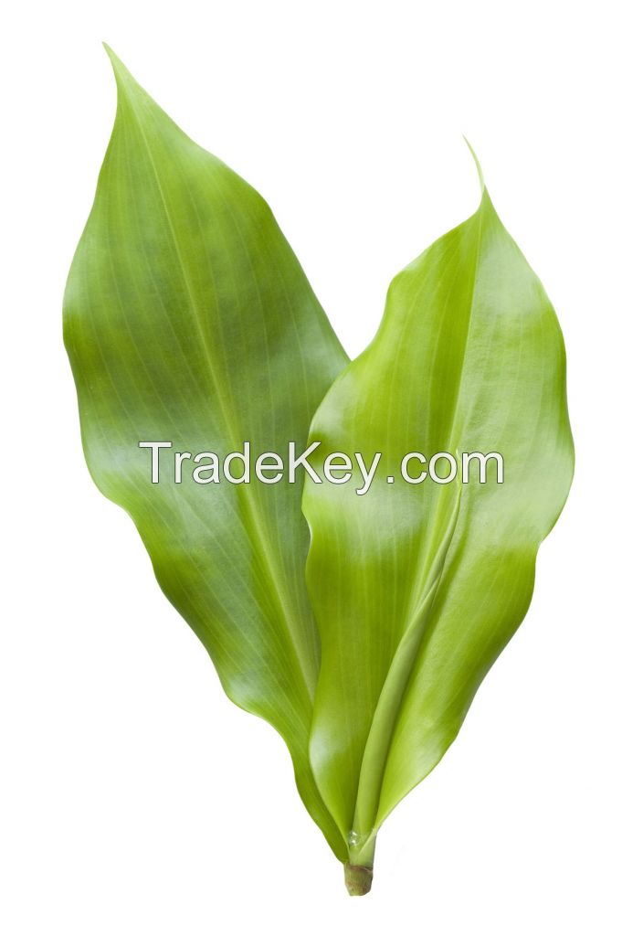 Dried Insulin Plant Leaves or Powder / Costus igneus