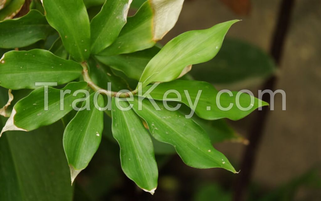 Dried Insulin Plant Leaves or Powder / Costus igneus