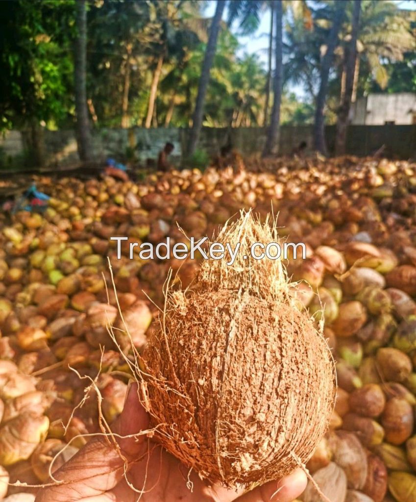 Husked Coconut 