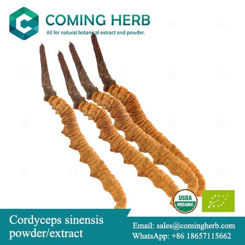 Cordyceps sinensis extract, Cordyceps sinensis powder, Organic Cordyceps sinensis powder