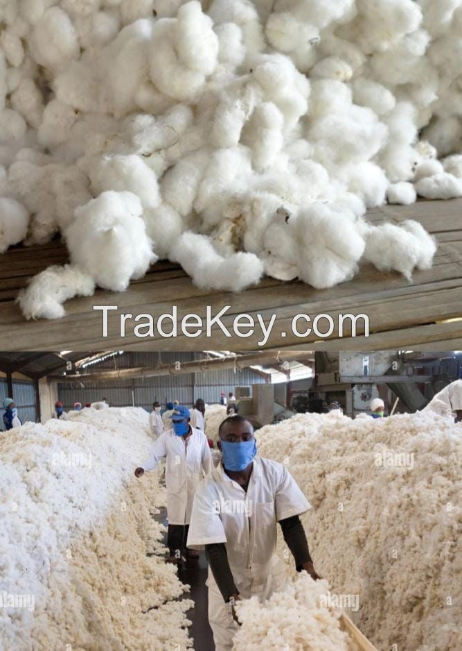 Raw cotton material 