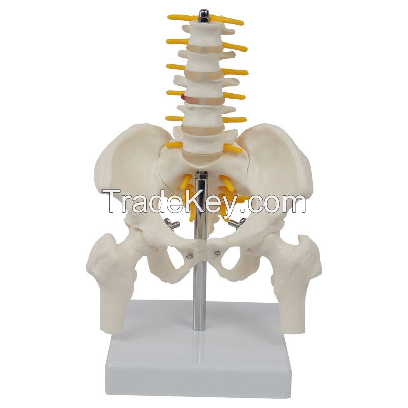 Human Skeleton Model Spine Lumbar Pelvic Model