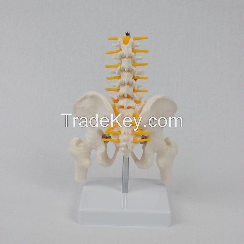 Human Skeleton Model Spine Lumbar Pelvic Model