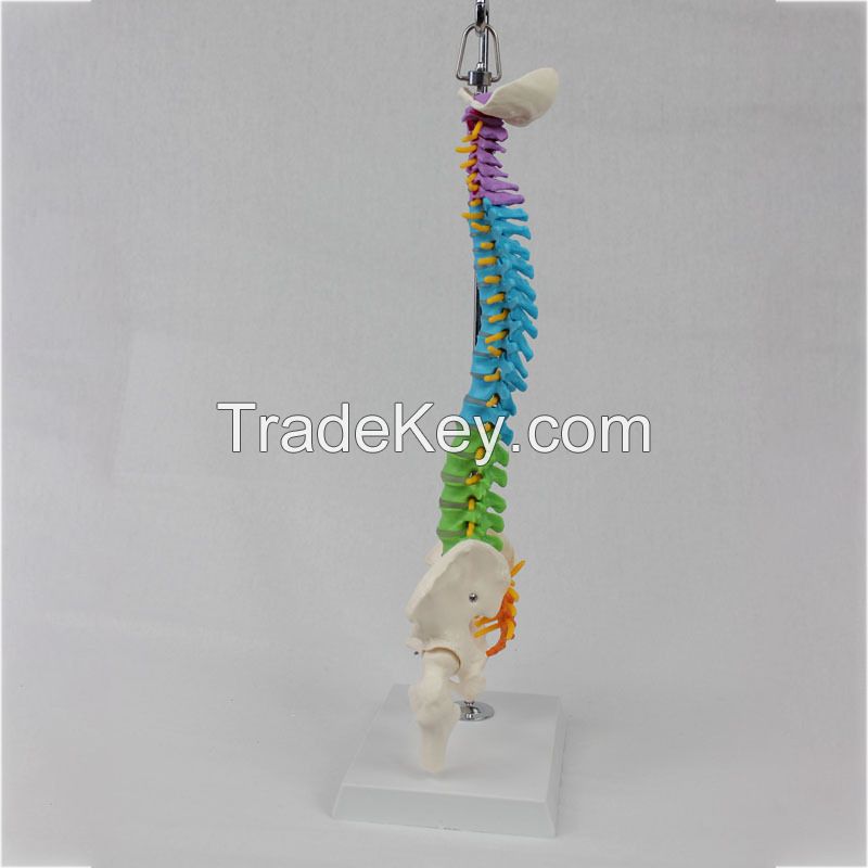 Medical Science Medical Student Training Teaching Use Human Spine Model