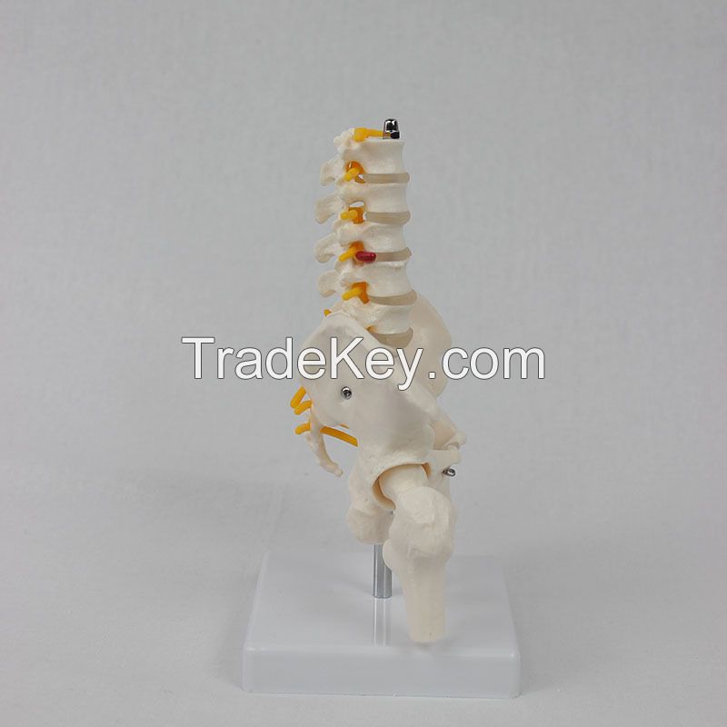 Human Skeleton Model Spine Lumbar Pelvic Model