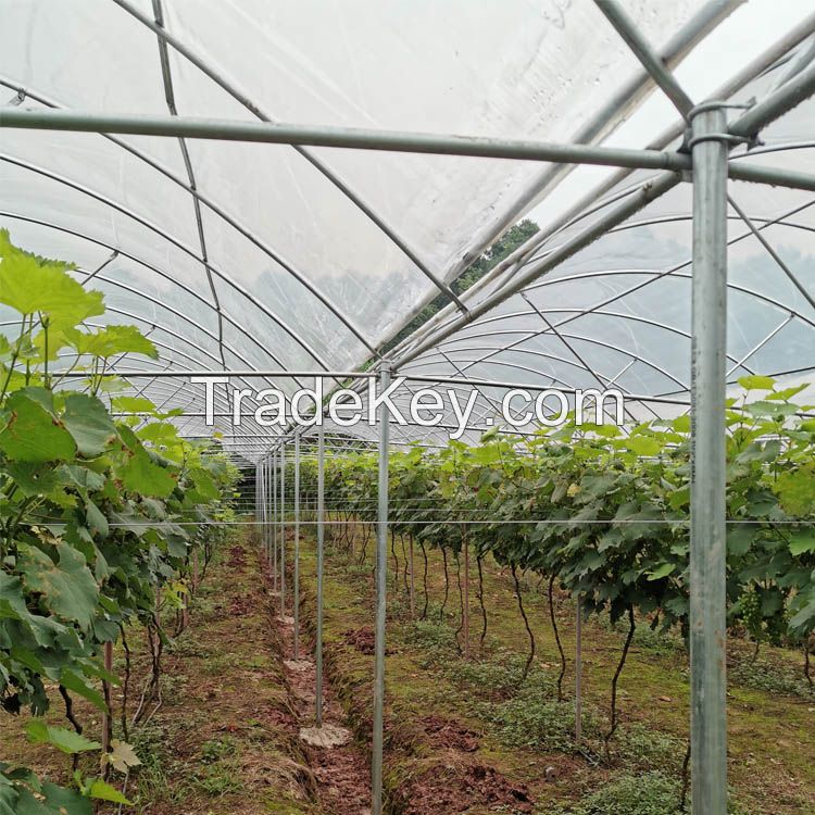 Tunnel Agriculture Green House Tunnel Rain Shelter Greenhouse For Tomato