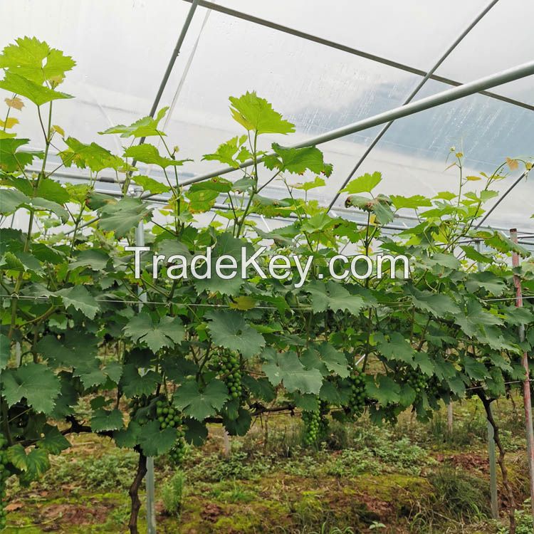 Tunnel Agriculture Green House Tunnel Rain Shelter Greenhouse For Tomato