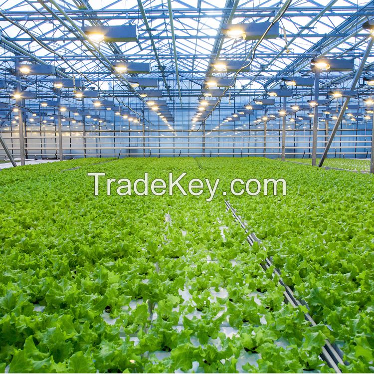 Agricultural Glass Commercial Greenhouse with hydroponic system