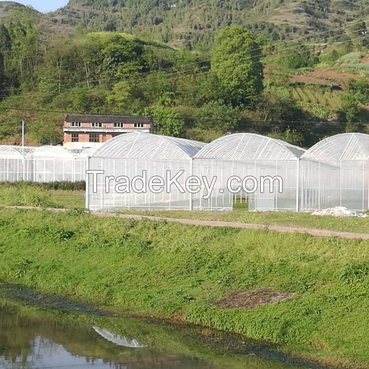 large size multi-span arch plastic film Greenhouse tomato greenhouse