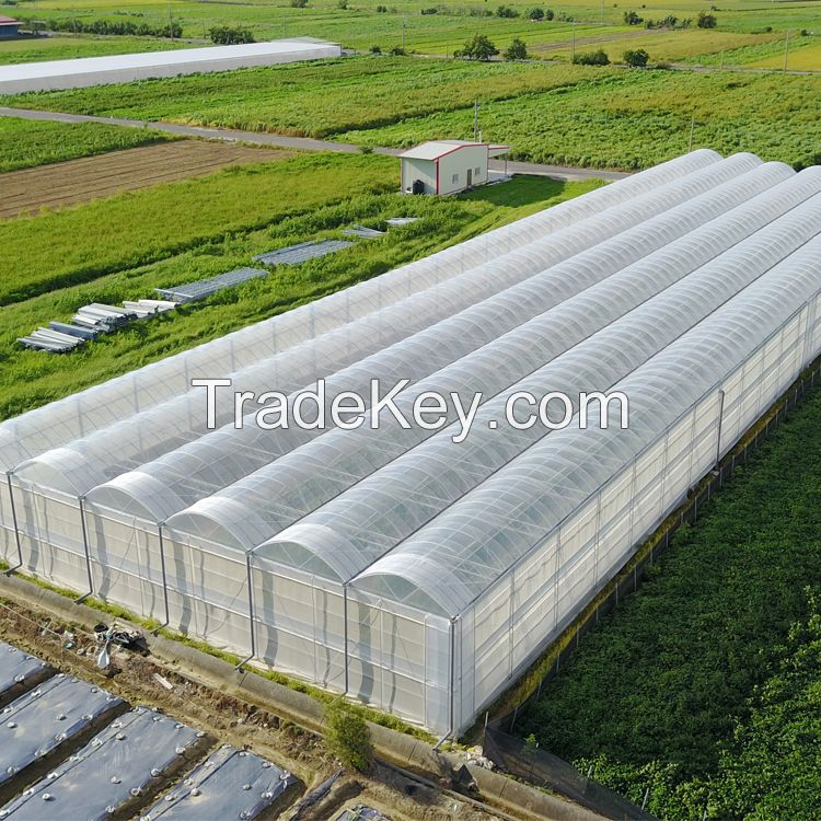 large size multi-span arch plastic film Greenhouse tomato greenhouse