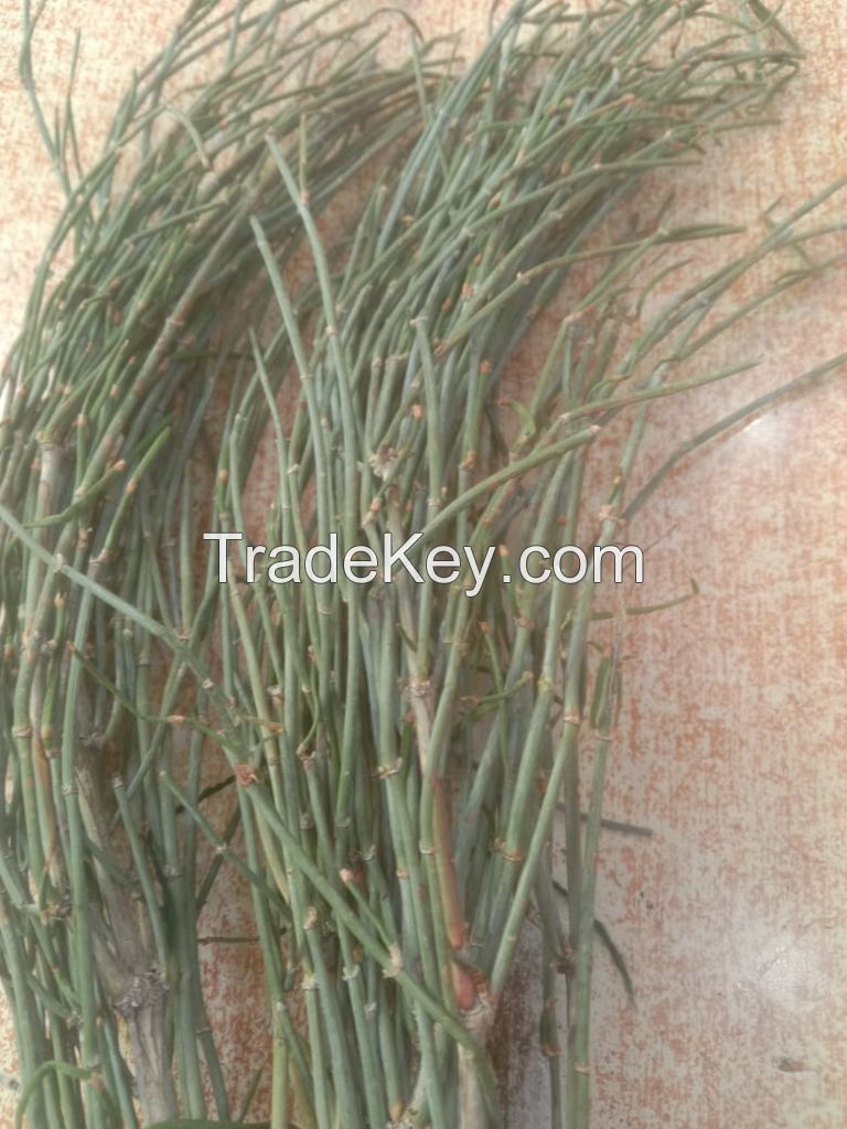 Ephedra Gerardiana / SINICA.