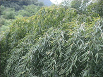 Bamboo Leaf Flavonoids
