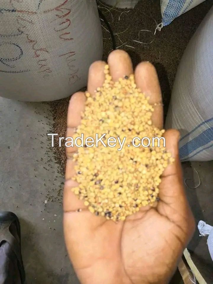 Sorghum (Guinea Corn)