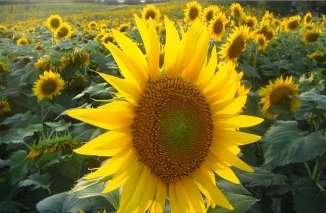 Best Refined Sunflower oil